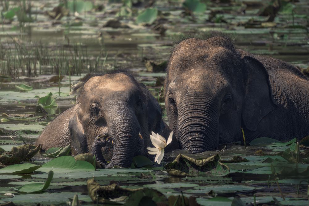 Photograph by Domenico Marrano