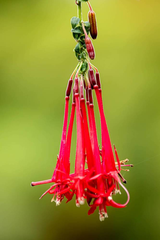 Les fleurs emblématiques de l'île de Madère