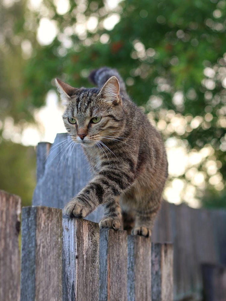 Фотография автора Андрей Шестаков