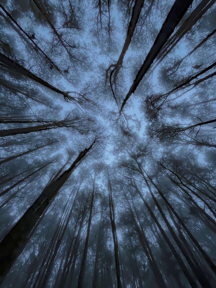 Misty morning in the pine forest