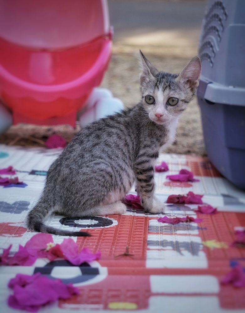 Фотография автора Pavitra Shettigar