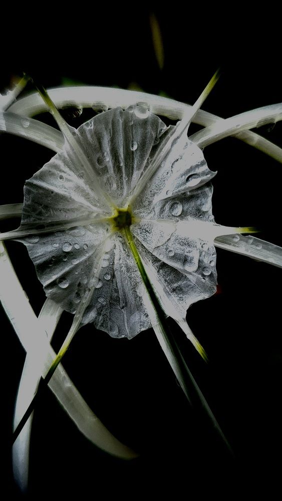 Фотография автора Anna Vodianova