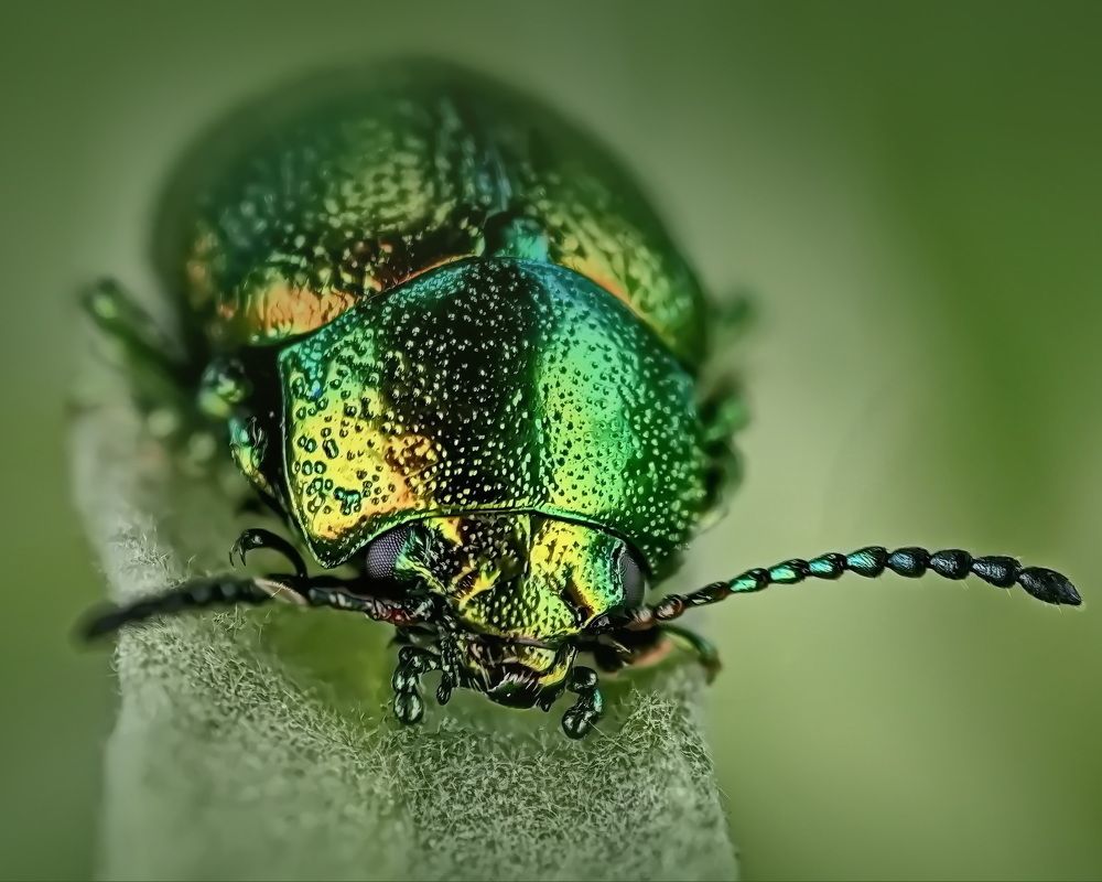 Chrysolina graminis