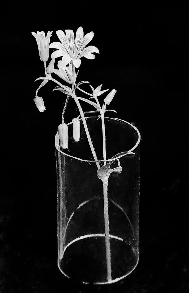 Photograph by Галина Воеводенко