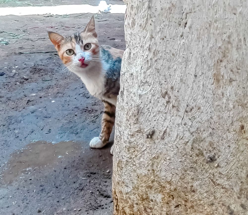 Фотография автора Adel elqamhawi Mohamed