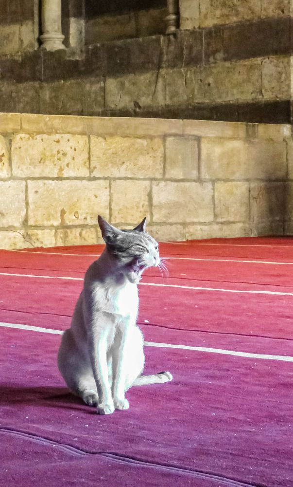 Фотография автора Adel elqamhawi Mohamed