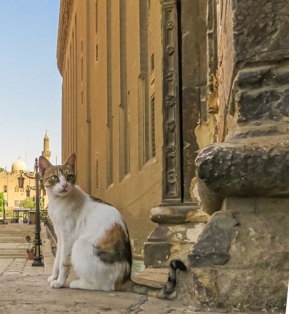 Фотография автора Adel elqamhawi Mohamed