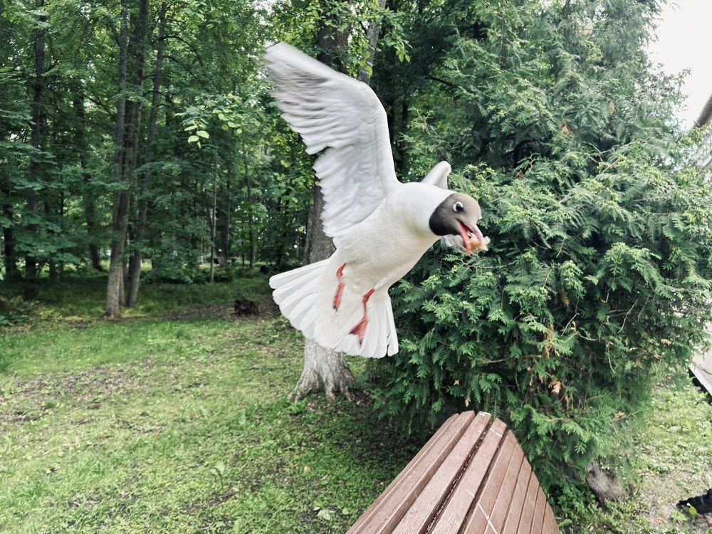 Photograph by Елена Маркова