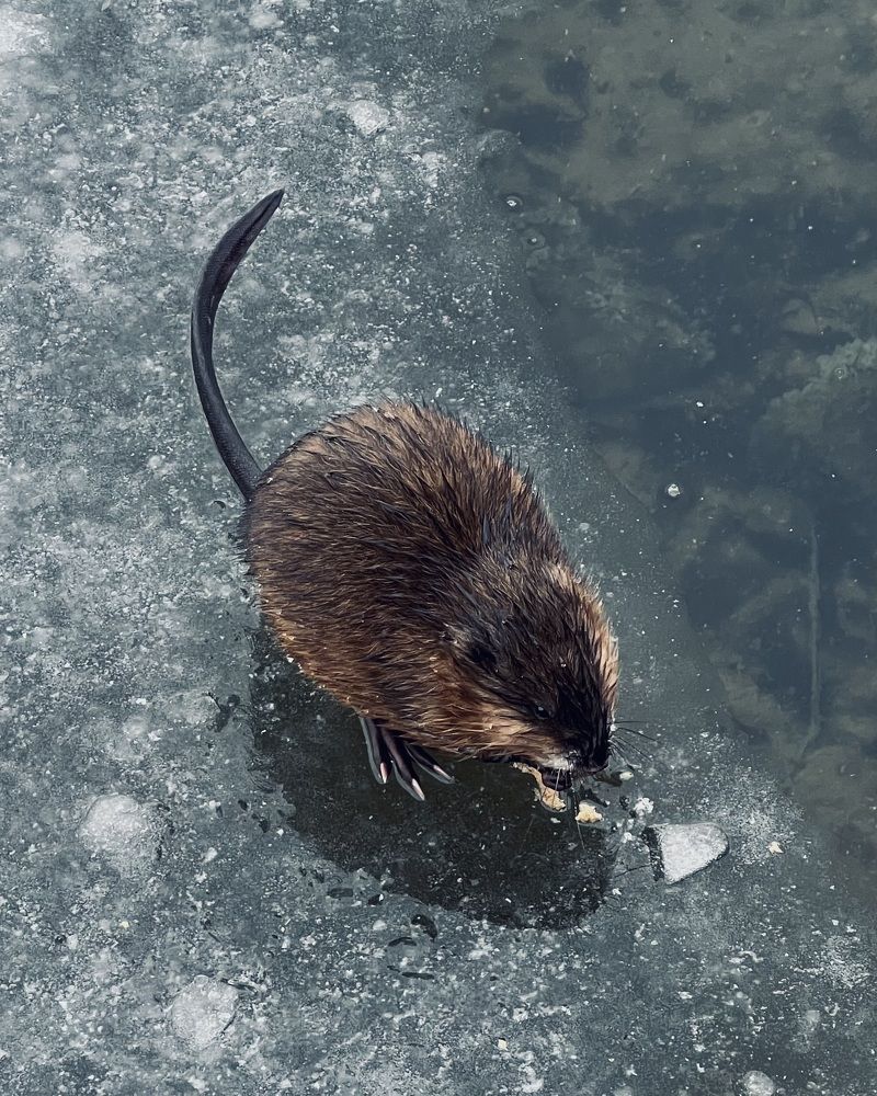 Photograph by Ксения Гулькова