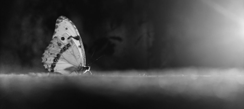 Photograph by Laura Reyes