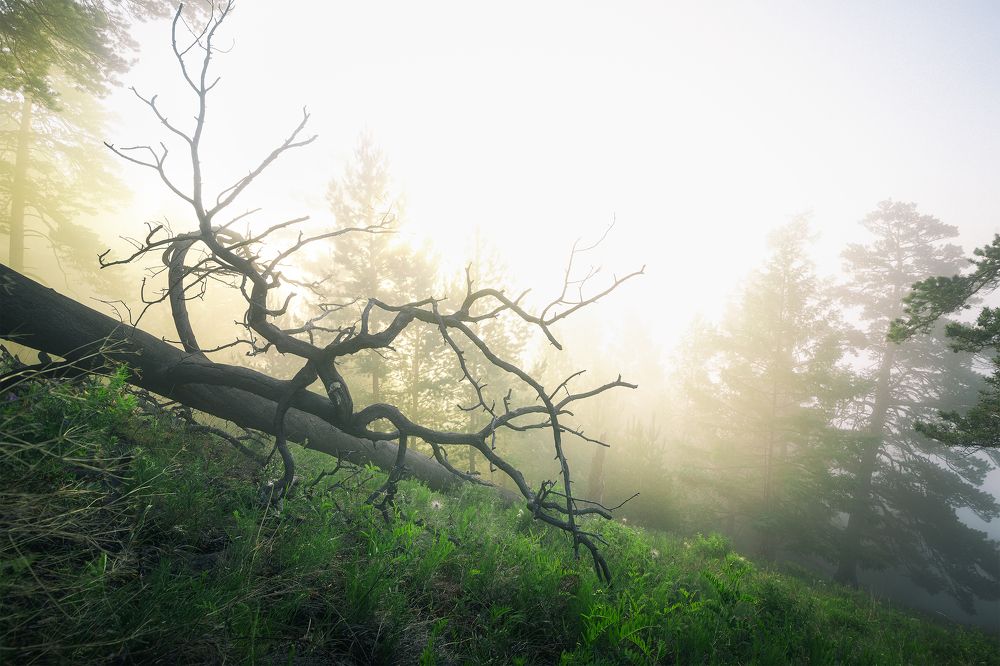 Photograph by Портных Дмитрий