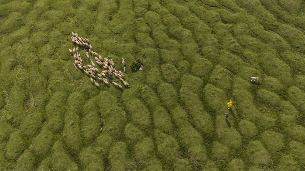 koyunlara havadan bakış