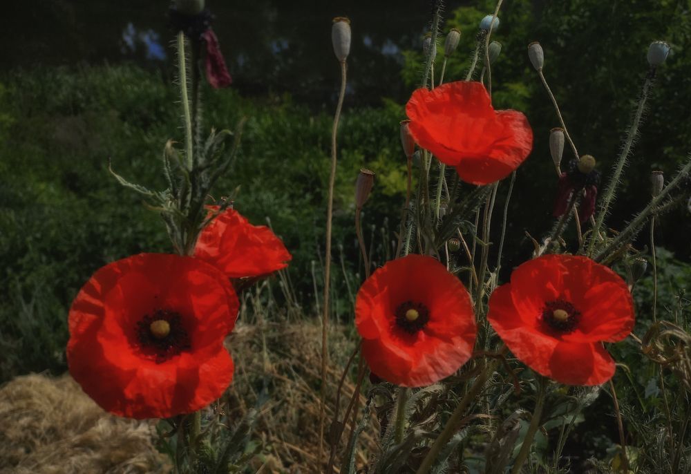 Photograph by Светлана Мельник