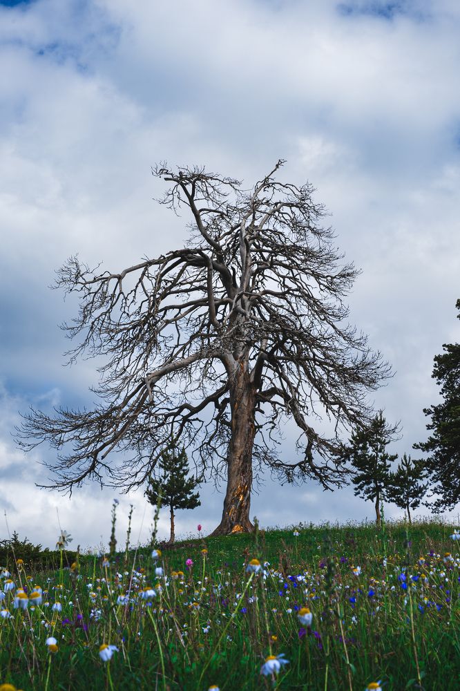 Photograph by Bogdan Kalashnikov