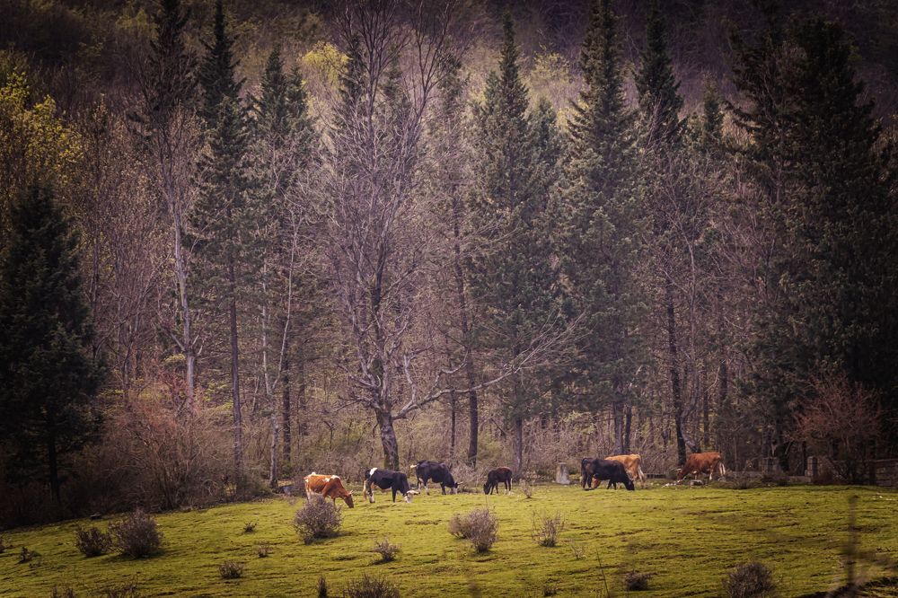 Photograph by Romina Moniri