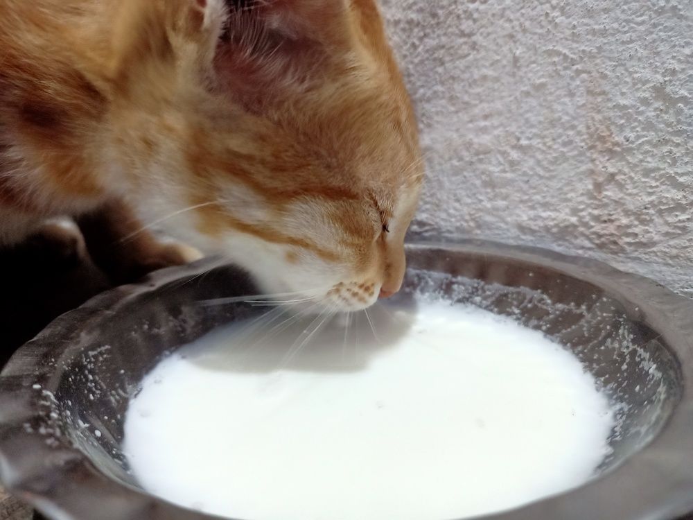 Photograph by Dilip kumar J Jdk