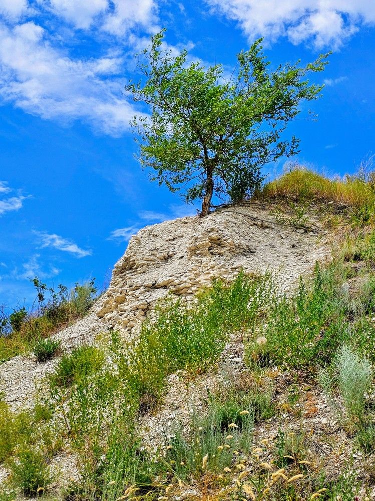 Расту на утесе и Волгой любуюсь