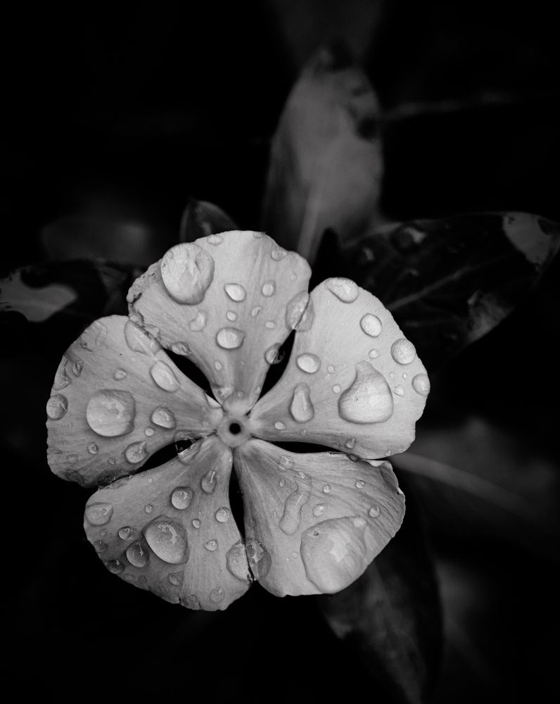 Photograph by Souhardya