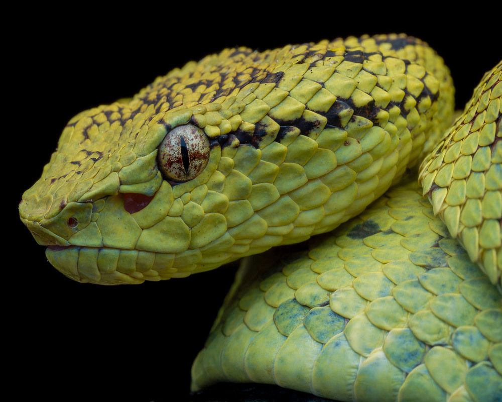 Photograph by Manjunath S