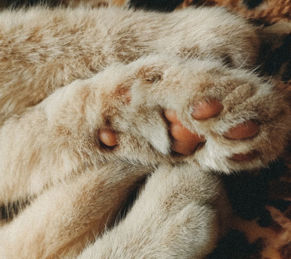 Photograph by Карина Дудатьева