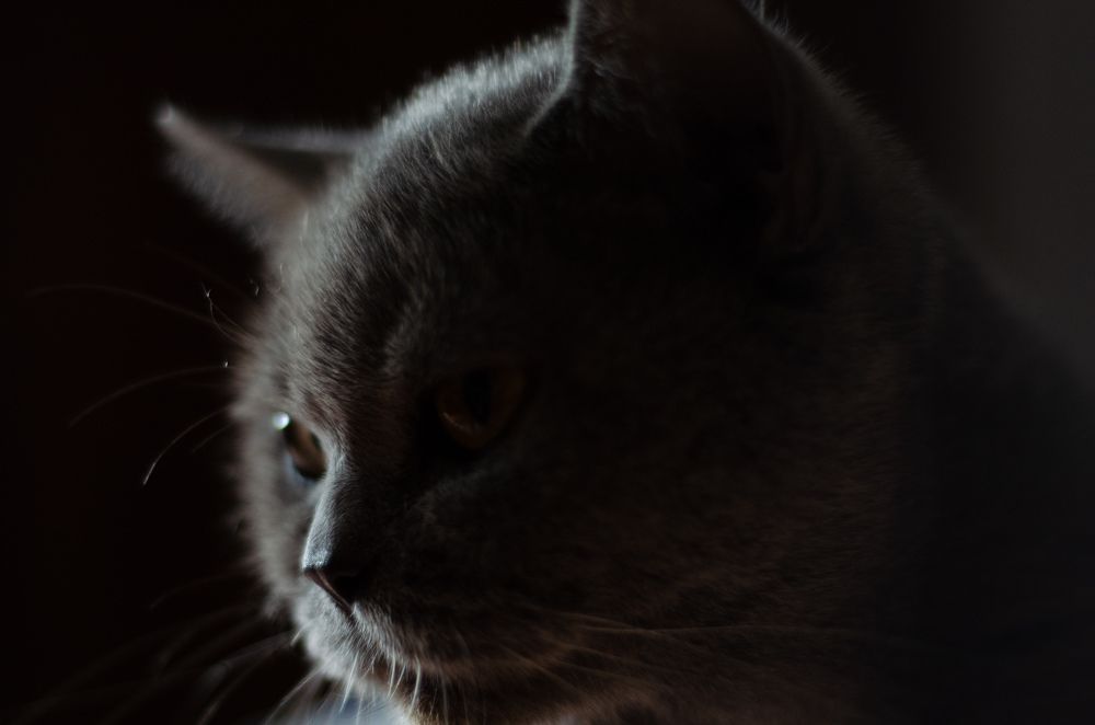 Photograph by Карина Дудатьева