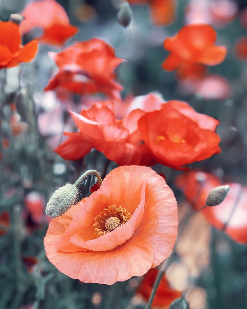 Photograph by Татьяна Волохова