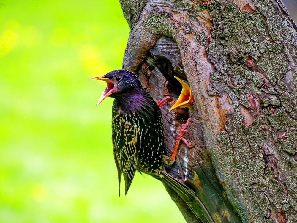 Жена, скорее, дети есть хотят!