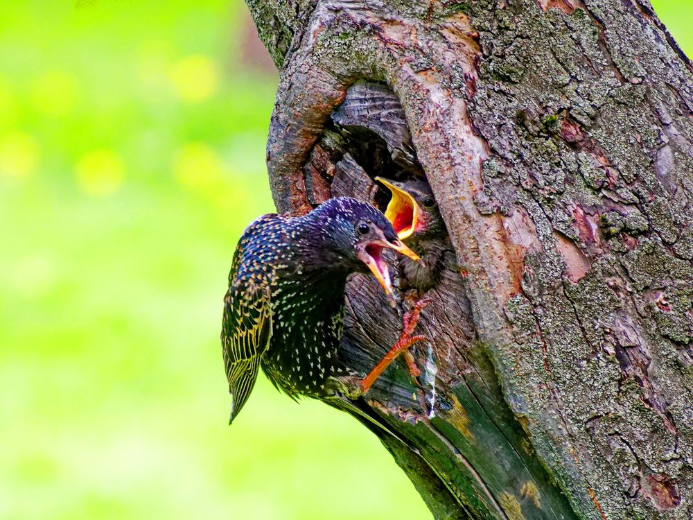 Еду! Срочно!