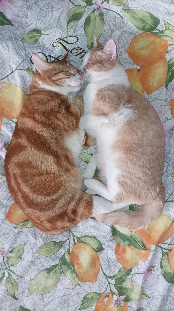 Photograph by Александр Чуфаровский