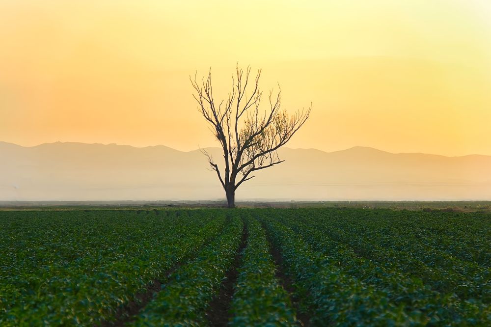 Фотография автора Maghsoud Moradi