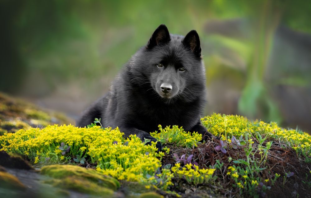 Фотография автора Olga Shmeleva