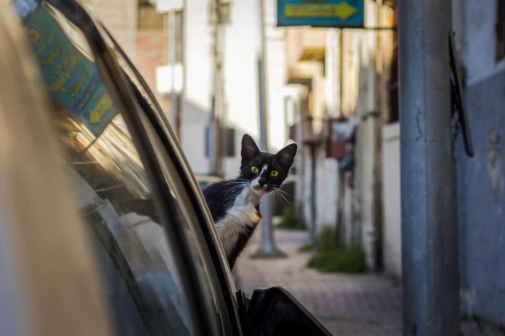 Photograph by Motaz Gohar