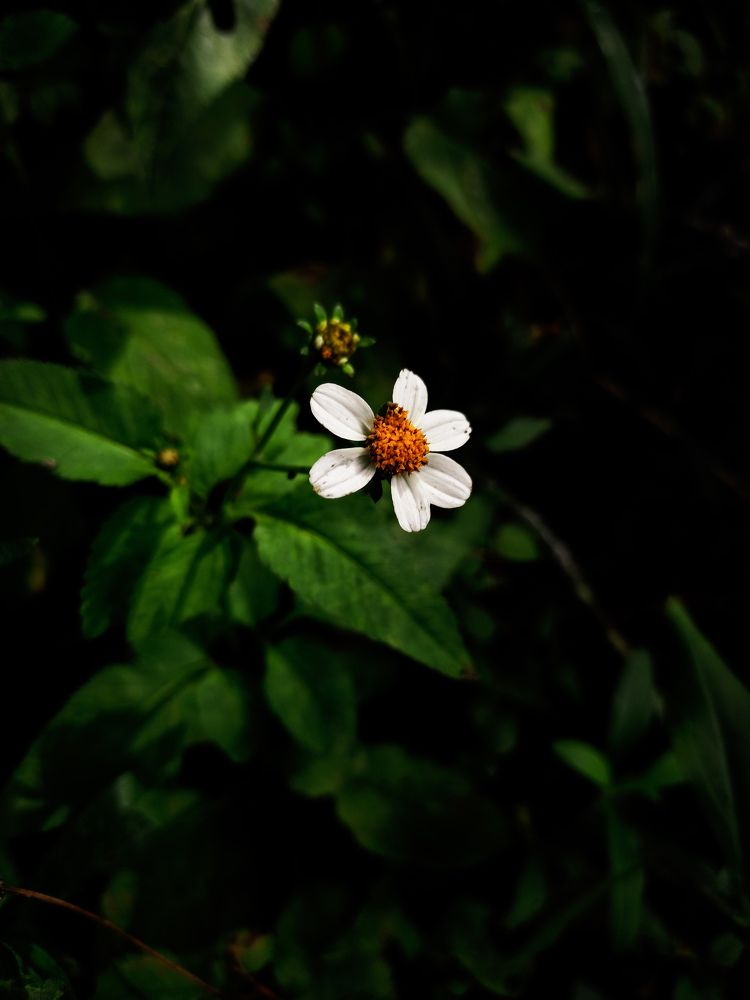 Photograph by lahiru sandaruwan
