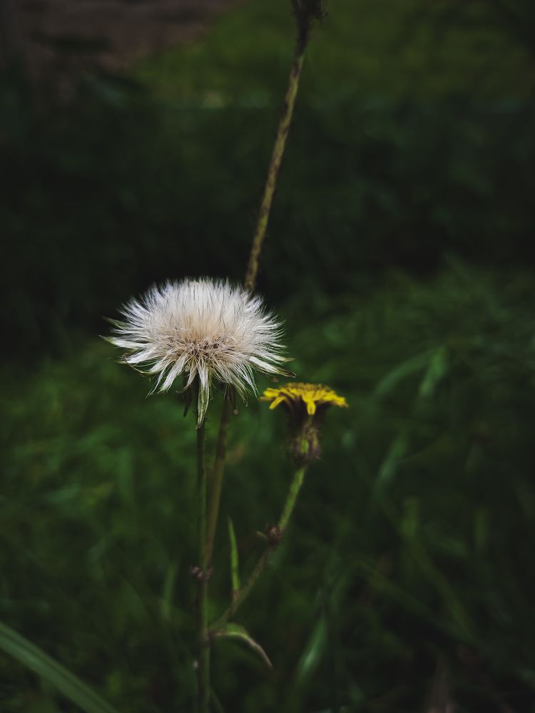 Photograph by lahiru sandaruwan