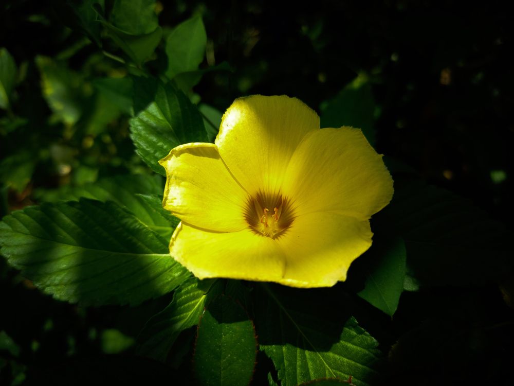 Photograph by lahiru sandaruwan