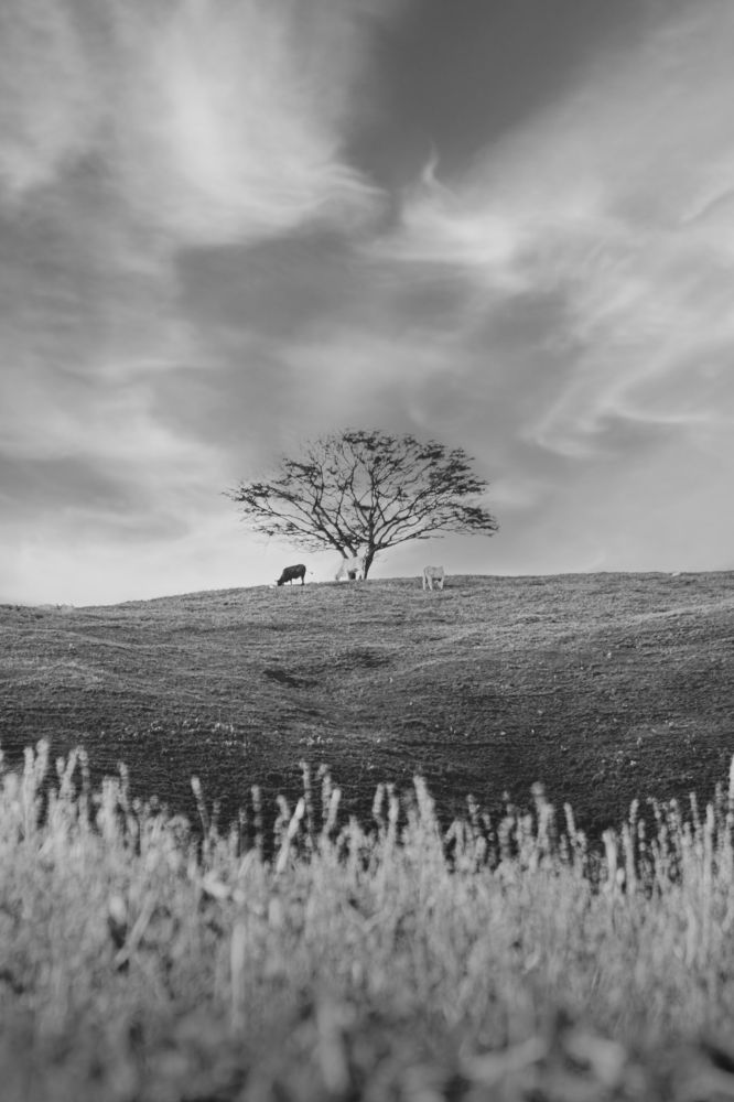 Photograph by SERGIO NORBERTO JUNIOR