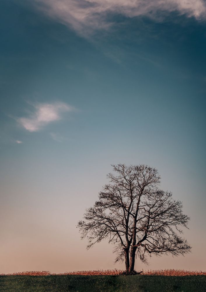 Photograph by SERGIO NORBERTO JUNIOR