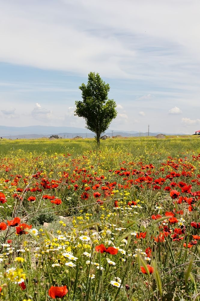 Фотография автора Maghsoud Moradi
