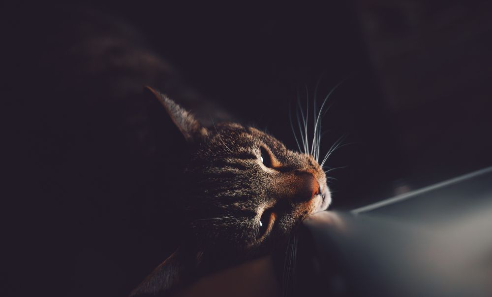 Photograph by Ольга Глущенко