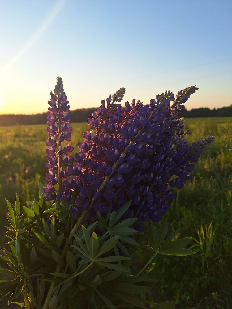 Photograph by Наталья Шехова