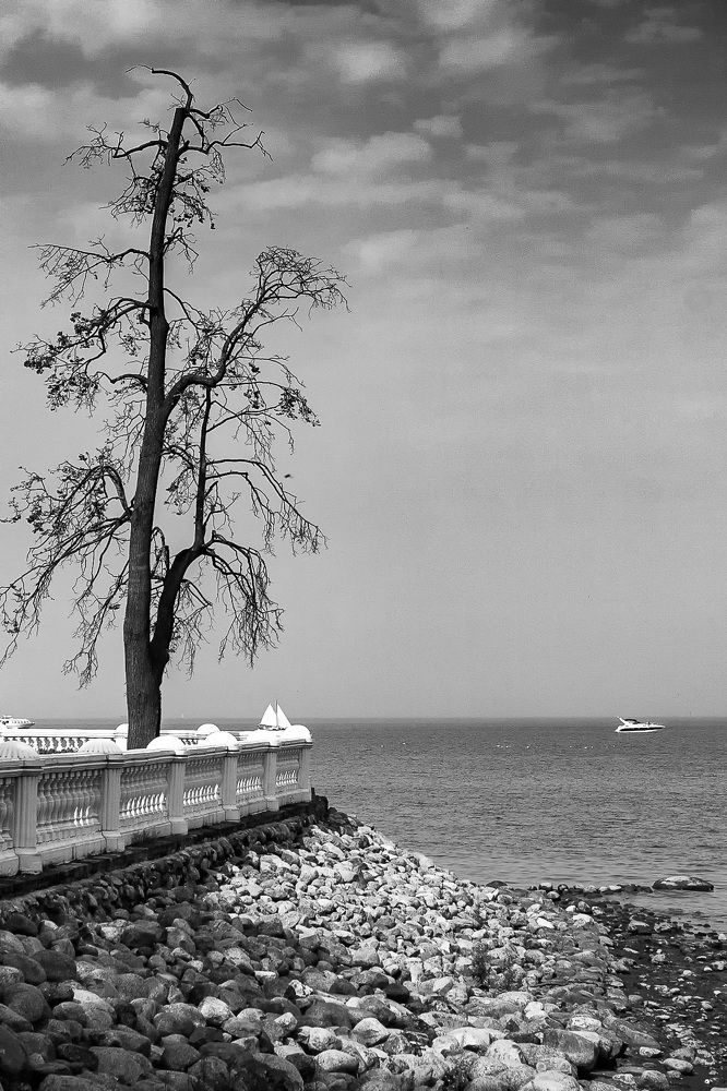 Фотография автора Totoro