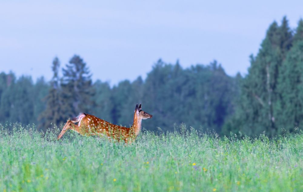 Photograph by Алексей Широбоков