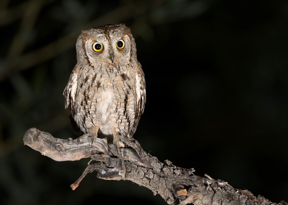 Photograph by Vida Shams