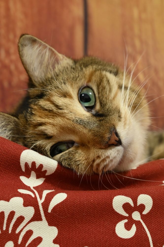 Photograph by Ольга Закаблуковская