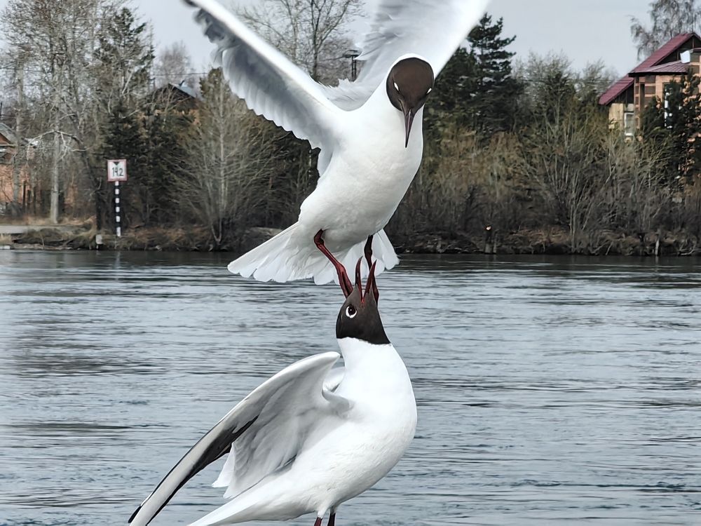 Фотография автора Максим Тельтевский