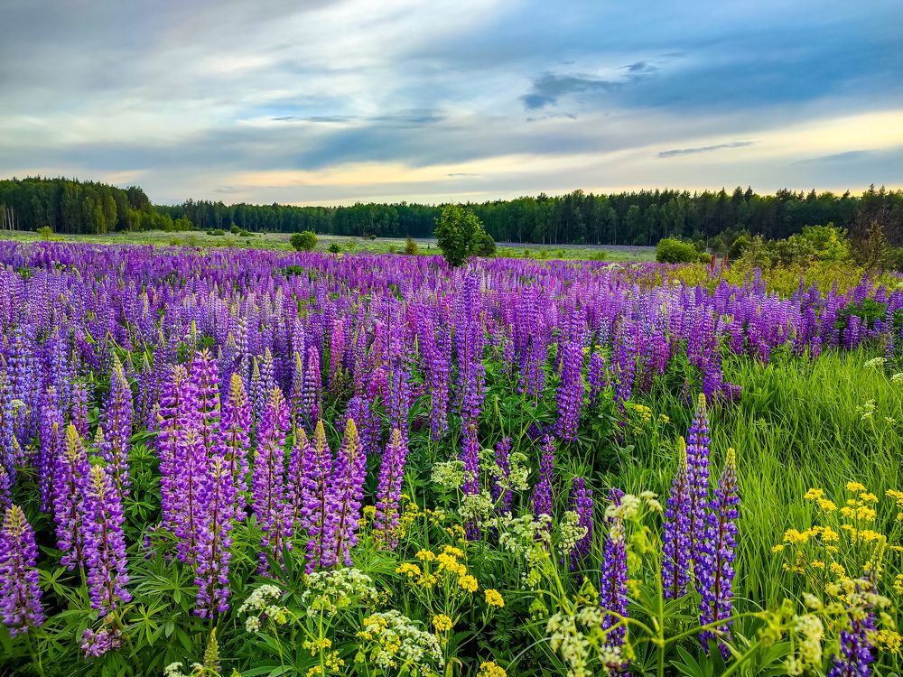 Photograph by Алёна Пшеленская