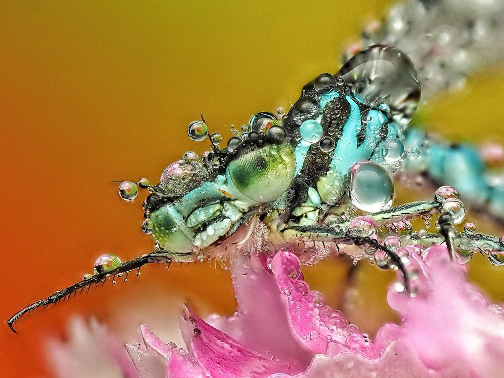 Стрекоза на гвоздике в росе