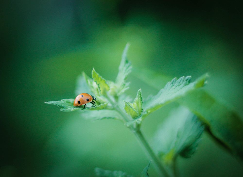 Необыкновенная