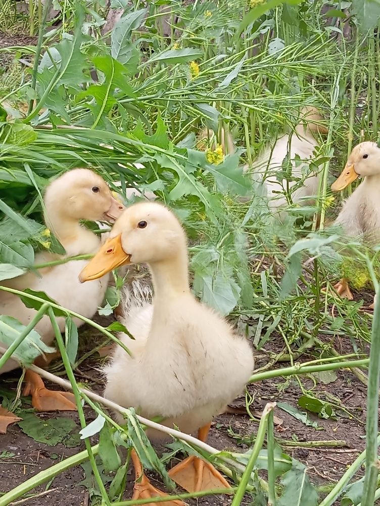 Photograph by Елена Коробченко