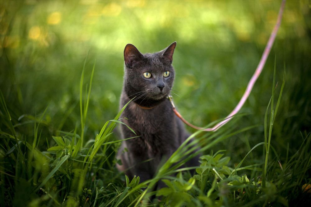 Фотография автора Анна Тихомирова